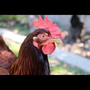 Meet your Posher, Jason